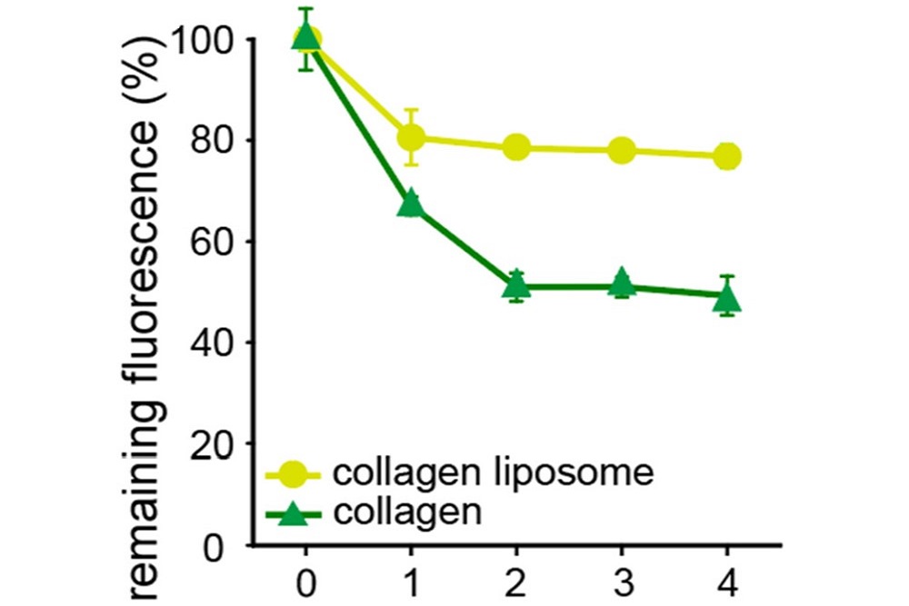 קולגן ליפוזומלי מכפיל פי 2 את ספיגת הקולגן | טבע בריא